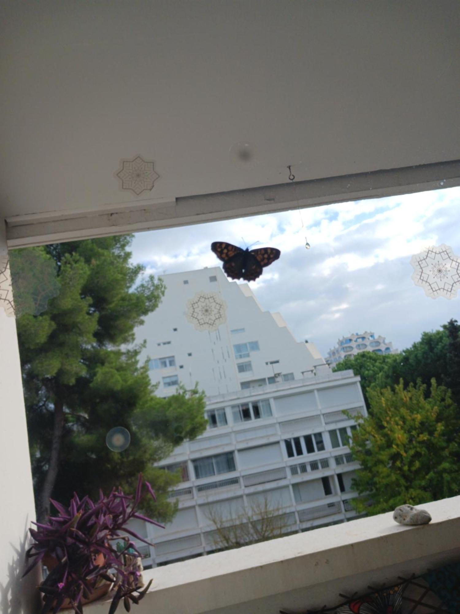 Homestay Chez Flo Et Nano La Grande-Motte